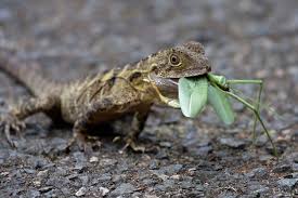A member of lacertidae, the family of the wall lizards, or true lizards. Was Fressen Eidechsen Nahrung Im Uberblick Gartendialog De