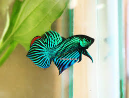 Tusenvis av nye høykvalitetsbilder legges til daglig. My Green Goblin Bloodline Of Pure Betta Mahachaiensis Spade Tail Bettafish
