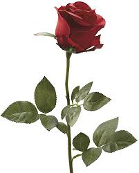 Rose — целовал плечи (single 2020). Amazon Com Lorigun Fake Rose Single Rose Flower Silk Simulation Red Rose 6 Pcs Furniture Decor