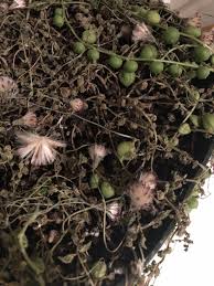 Only two points are used. Cactus And Succulents Forum String Of Pearls Help Garden Org
