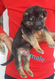 German shepherd in dogs & puppies for rehoming in ontario. Show German Shepherd Ads July Clasf