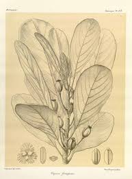 Image result for Uapaca sansibarica