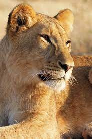 Amazing Lion Amazinganimals Amazinglion Endangeredlions Lions Rareanimals Animals Beautiful Female Lion Animals Wild