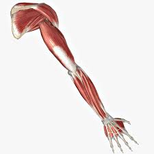 Learn about more than 20 muscle & bone diseases. Muscles That Connect To Arm Bones Page 2 Line 17qq Com