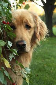 kucuk kemankes adli kullanicinin dogs panosundaki pin golden retriever golden retriever yavrusu ev kopekleri
