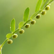 Image result for Phyllanthus amarus