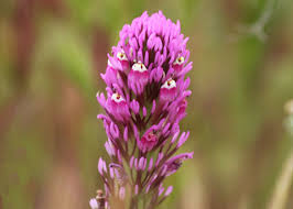 Image result for Ottelia exserta