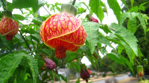 Image result for Abutilon angulatum