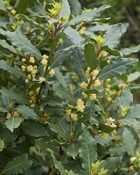 Image result for Launaea rogersii