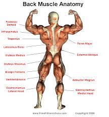 For more anatomy content please follow us and visit our website: Freefitnessguru Back Male Physique Muscle Anatomy Muscle Names Back Muscles
