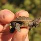 Field School: Hatching Diamondback Terrapins