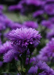 Purple Aster Flowers Aster Flower Flower Garden Plants Flower Pots