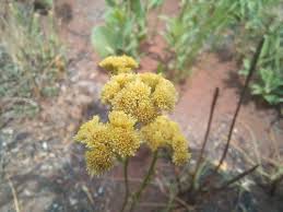 Image result for Nidorella welwitschii