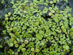 Image result for Lemna