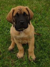 A Mastiff Blog Feeding Your Mastiff Puppy