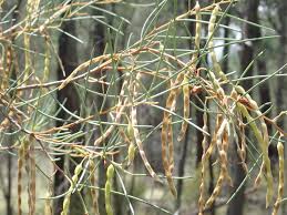 Image result for Acacia haematoxylon