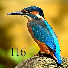 Define 116 Angel Number