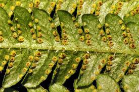 Image result for Pneumatopteris unita