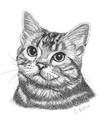 Dieren In Zwart Wit Google Zoeken Dieren Tekenen Katten Tekening Tekenen