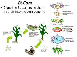 Gene Incorporation Modified Plant Plant Science Corn Plant Plants