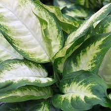 The name dumb cane comes from the fact that the plant's leaves contain raphides, which can poison you and leave you unable to speak for a period of time. 20 Different Types Of Dieffenbachia Plants Dumb Cane Varieties