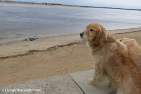 Salisbury beach state reservation is a massachusetts state park located in salisbury. Salisbury Beach State Reservation Salisbury Ma Living With A Golden