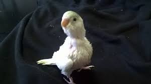 It's such a soothing drink. Ornitologia 24 Ornitologia24 Allevamento