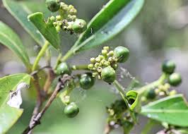 Image result for Psydrax fragrantissima