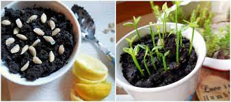 Grow A Lemon Tree From Seed In Your Own Home Lemon Tree From Seed Growing Lemons From Seeds Growing Lemon Trees