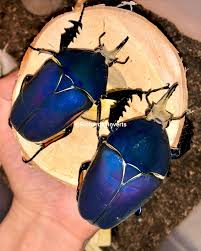 Image result for Buchnera speciosa