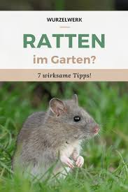Wieso treten ratten im garten auf? Ratten Im Garten 7 Wirksame Tipps Um Ratten Zu Vertreiben Wurzelwerk