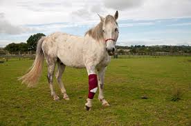 Muscle Soreness In Horses How To Recognize And Treat It Equine Wellness Magazine
