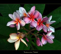 Pin On Beautiful And Exotic Flowers