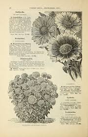 Maybe you would like to learn more about one of these? File Bulbs And Plants 16388395785 Jpg Wikimedia Commons