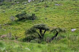 Image result for Cyathea dregei