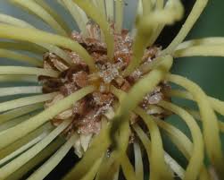 Image result for Trichocladus ellipticus