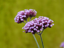 These shady planters, though, are having plenty of fun sans sun. Verbena Plant Blossom Free Photo On Pixabay
