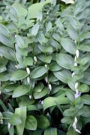 34195 (for references in articles please use ncbi:txid34195). 120 Polygonatum Disporum Ideas Plants Shade Tolerant Plants Perennials
