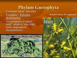 Maybe you would like to learn more about one of these? Vascular Plants With Seeds Ppt Video Online Download