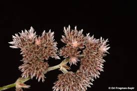 Image result for Polycarpaea eriantha