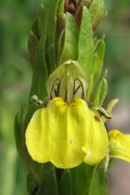 Image result for Justicia odora