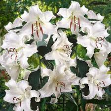 Check spelling or type a new query. Lilium Casa Blanca