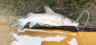 Umpan Mancing Ikan Baung Di 2021 Ikan Babon Sungai