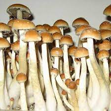Golden teacher mushroom belongs to the species of psychedelic and is also known as psilocybe cubensis. Golden Teachers Myshrooms