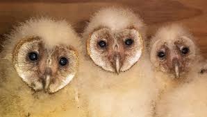 If you are in the uk you can buy one, and many people they are a vital part of natural pest control, preying on rats, mice and other rodents that get into and. Barn Owls Are Killing Machines And Good For Pest Management In Vineyards