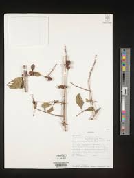 Image result for Polysphaeria lanceolata