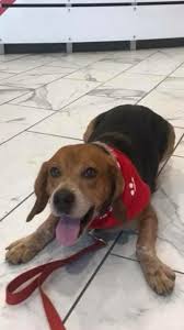 You can find the music city animal rescue at adoption and promotional events in nashville, tn and surrounding counties as well as on radio and television. Take Him Home Stanley Among Dogs Up For Adoption At Nashville Humane