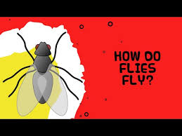 The insects are the largest group of animals. Insects For Kids Lessons Blendspace