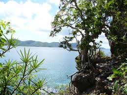 Image result for Anthephora pungens