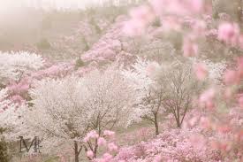 Pin On Korea Spring Flower Azalea Cherry Blossom